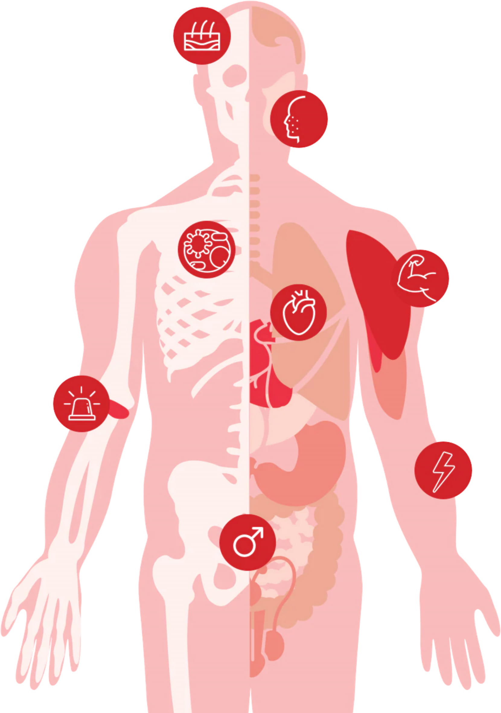 red-light-body-diagram